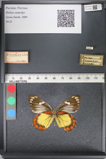 Media type: image;   Entomology 131802